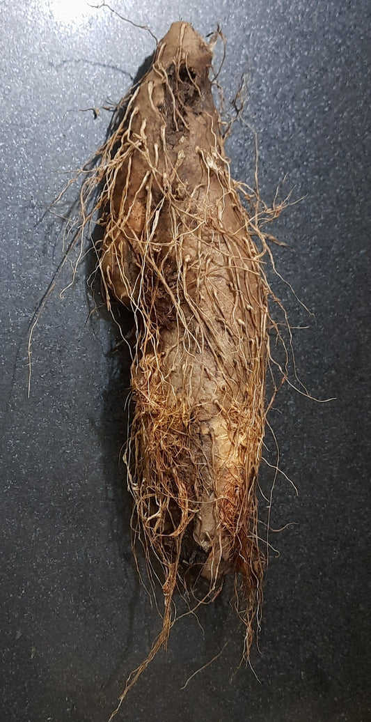 kuber kand paudha badhega dhan ki prapti hogi. कुबेर कन्द जैसे जैसे पौधा बढ़ेगा धन की प्राप्ति होगी.