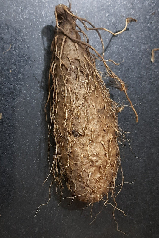 kuber kand paudha badhega dhan ki prapti hogi. कुबेर कन्द जैसे जैसे पौधा बढ़ेगा धन की प्राप्ति होगी.