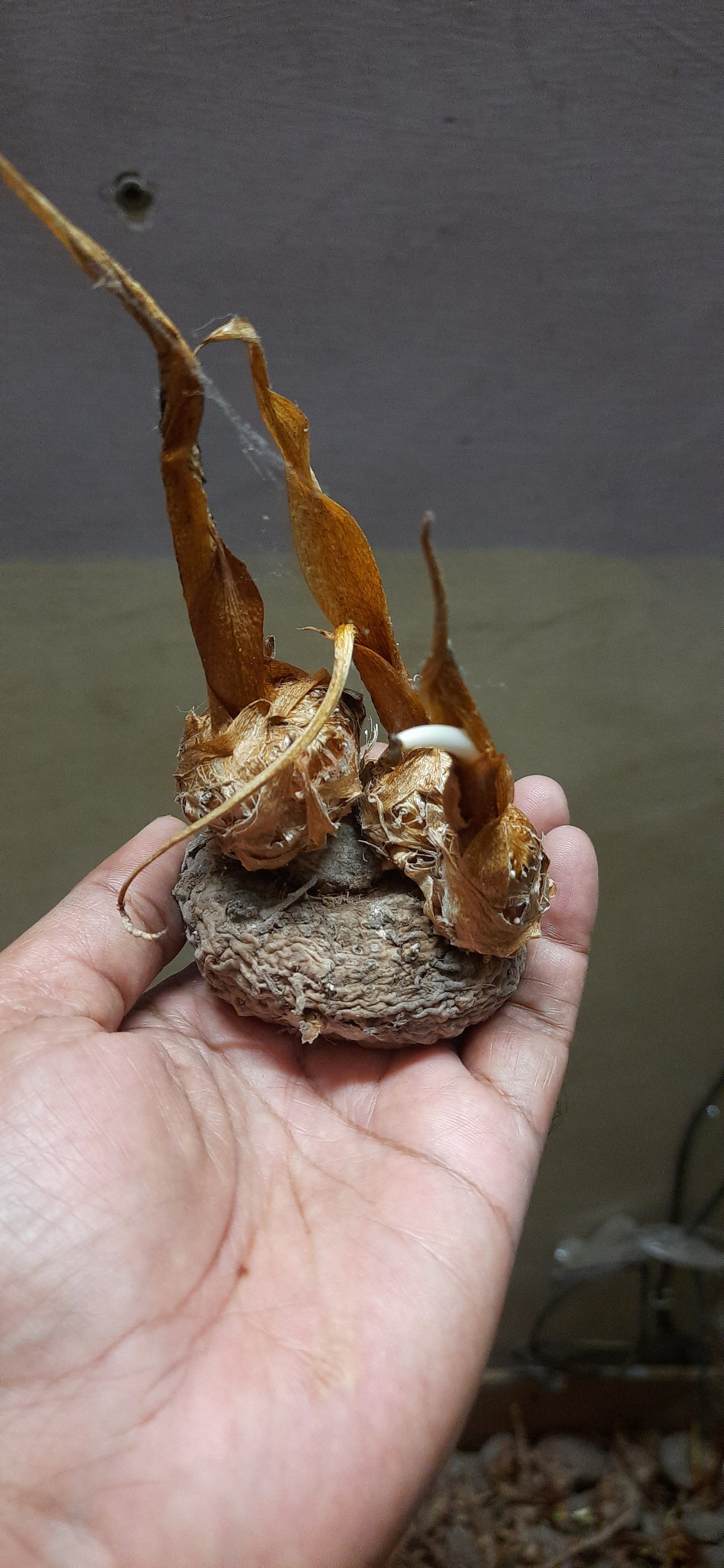 Original Telia kand for money and prosperity and get rid from black magic.