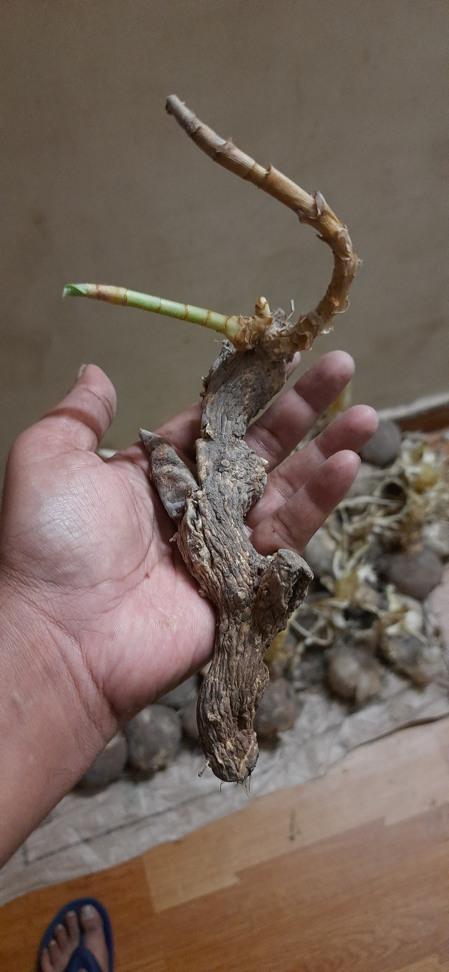 Hindu guru goyal Hatha jodi germinated root for plantation rare and 100% original