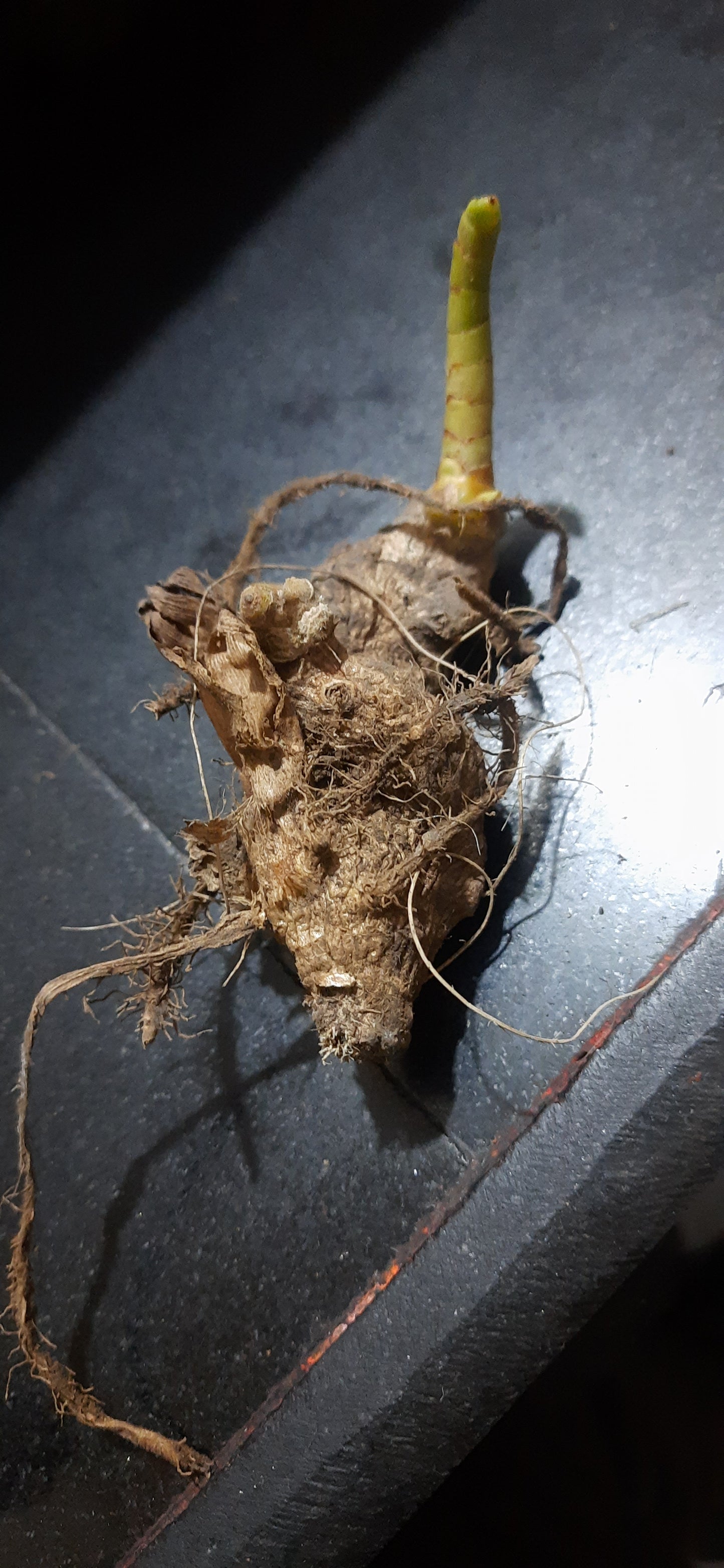 Hindu guru goyal Hatha jodi germinated root for plantation rare and 100% original