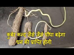 Kuber kandandkuberhandi for money and prosperity at home .कुबेर कंद और कुबेर हांडी लक्ष्मी जी और कुबेर देव