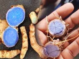 Siddh Kali haldi-black turmeric for home vastu and money.