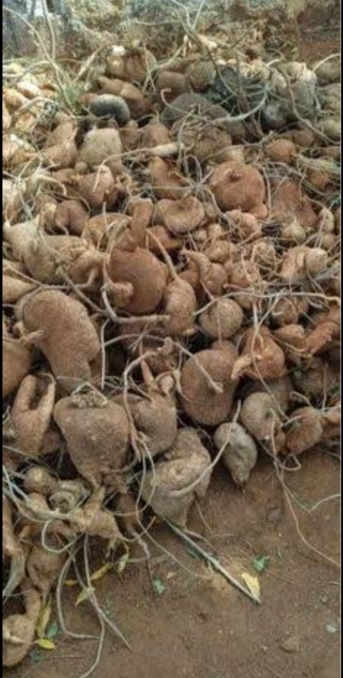 Garuda Kizhangu (Red Fruit Creeper) - The Divine Root of Lord Garuda for Protection, Prosperity, and Quick Wish Fulfillment