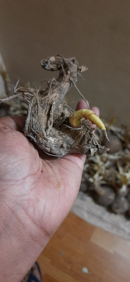 Hindu guru goyal Hatha jodi germinated root for plantation rare and 100% original