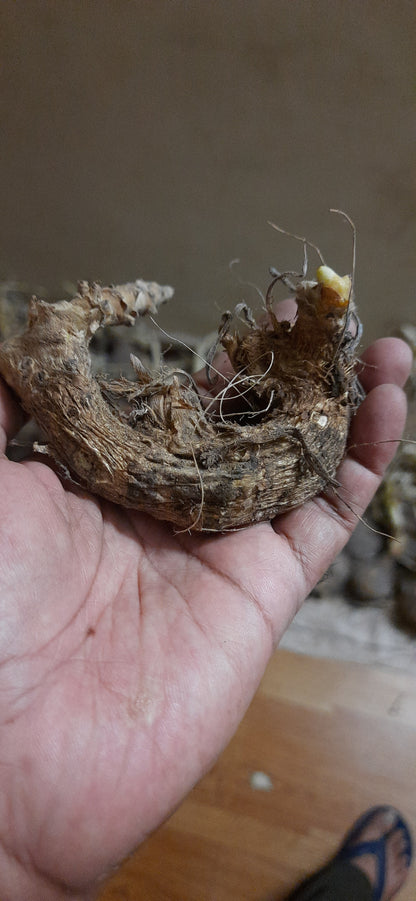 Hindu guru goyal Hatha jodi germinated root for plantation rare and 100% original