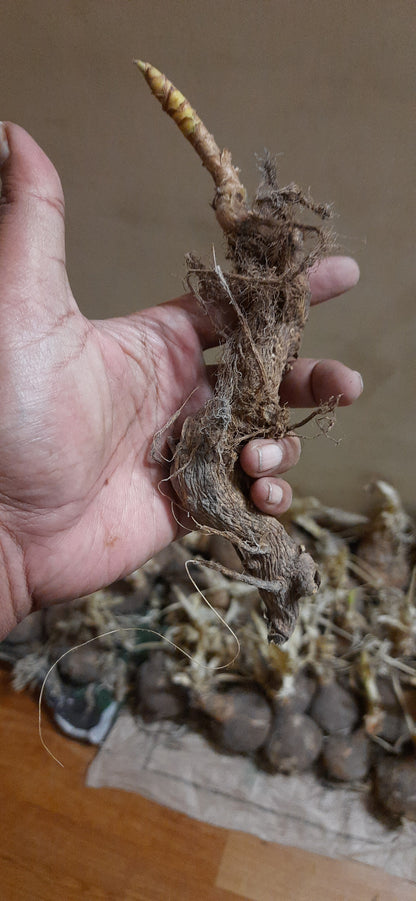 Hindu guru goyal Hatha jodi germinated root for plantation rare and 100% original