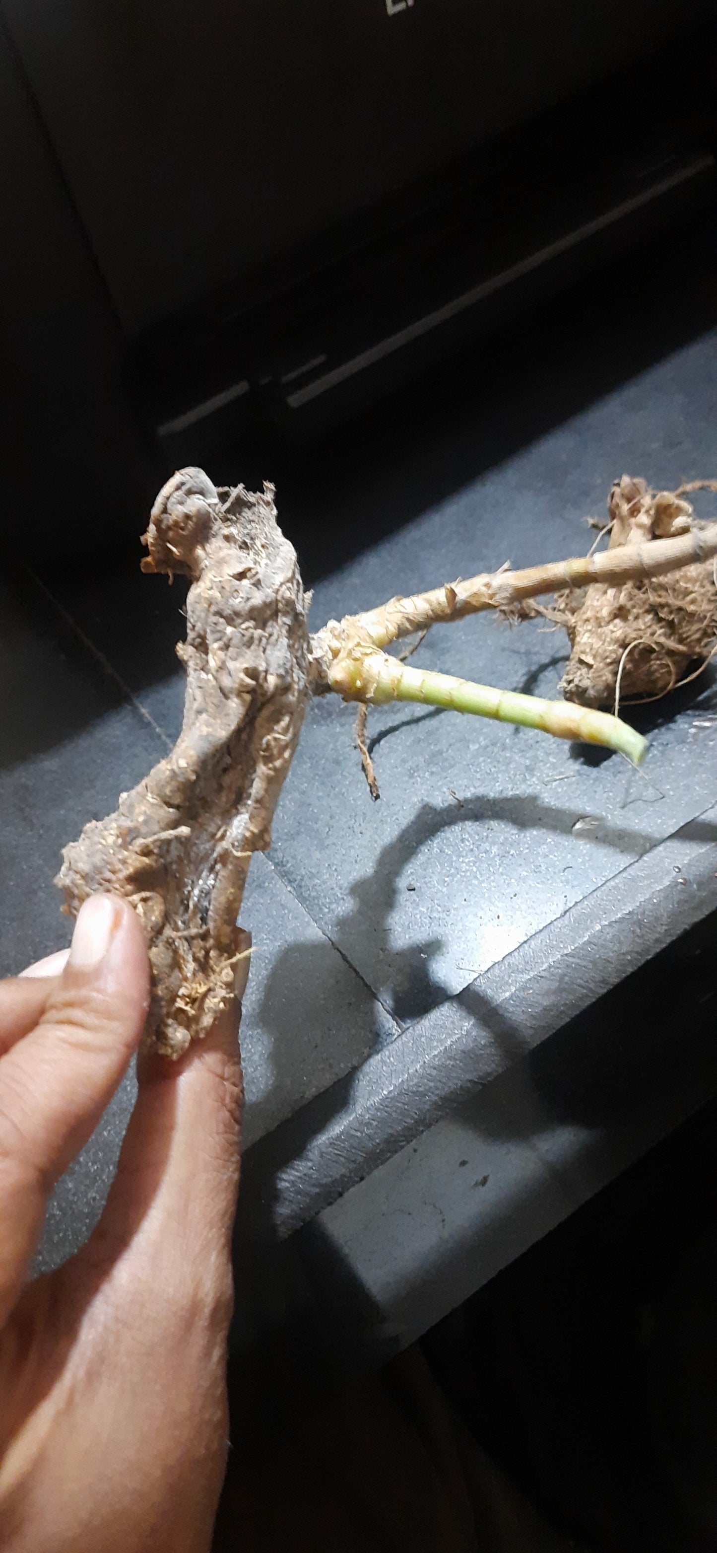 Hindu guru goyal Hatha jodi germinated root for plantation rare and 100% original