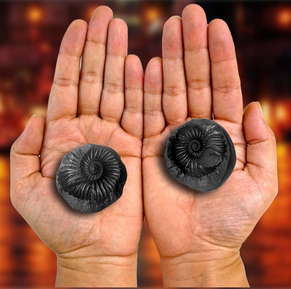Original Laxmi Narayan (Sudarshan Shaligram) Two-Piece from Nepal Gandaki River - Chakra Saligram Black Laxmi Narayan Shaligram