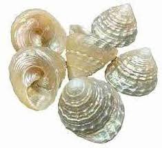 Siddh abhimantrit Sowbaghya Lakshmi Shankh (Original) Set of 11 Pieces