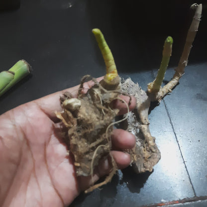 Hindu guru goyal Hatha jodi germinated root for plantation rare and 100% original